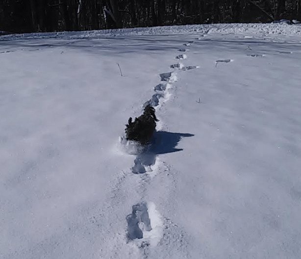 ScreenHunter_7268 Feb. 18 06.23