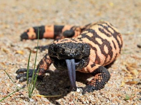 gila monster